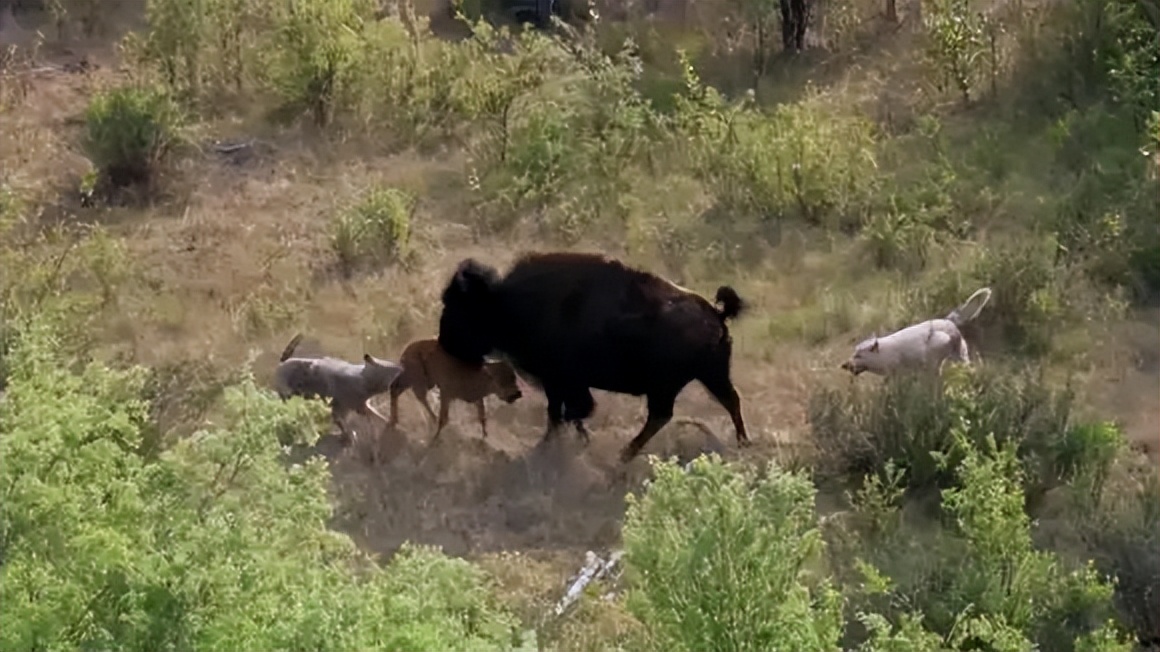 瘦牛催肥最快方法尿素能喂牛吗,喂牛的尿素是肥料的尿素吗