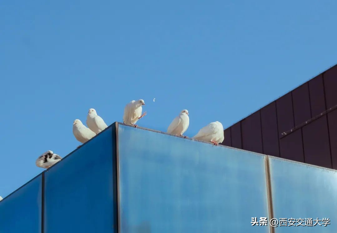 交大的校园，一眼心动！