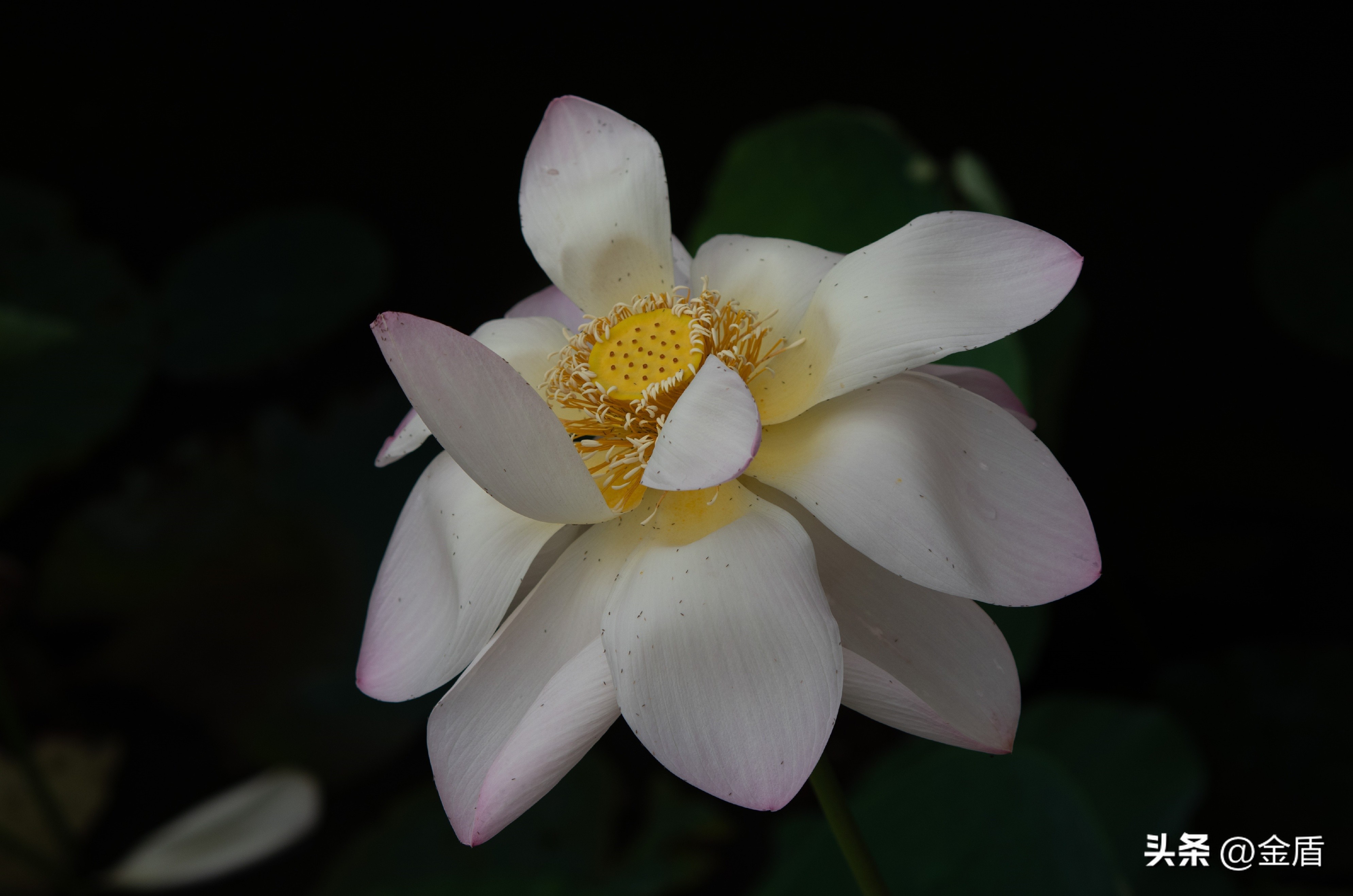 荷花象征着纯洁无瑕,纯洁无瑕的荷花