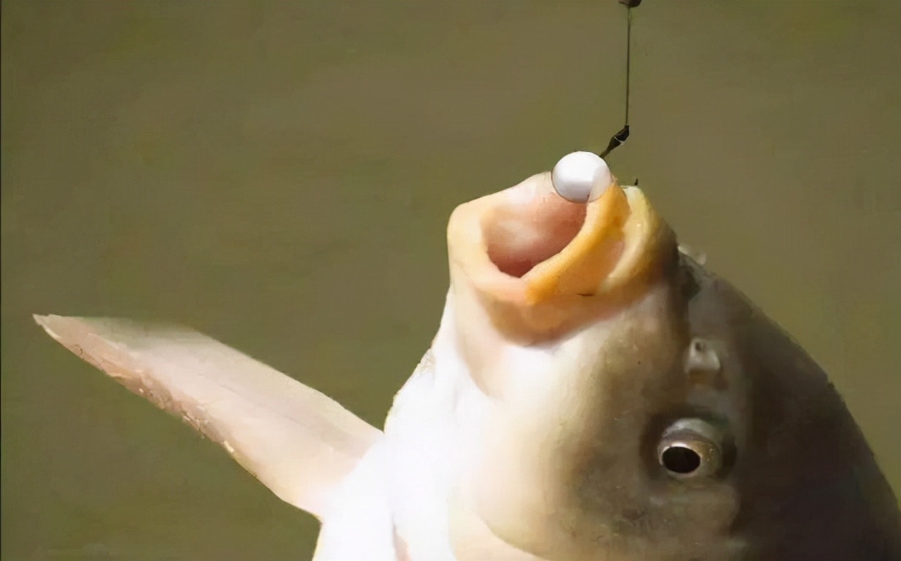 夏天小鱼闹窝能用大泡铅钓鲫鱼吗,冬天钓鲫鱼小杂鱼闹窝