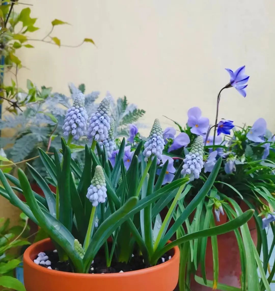 一年四季家庭种花播种时间表,南方一年四季蔬菜播种时间表