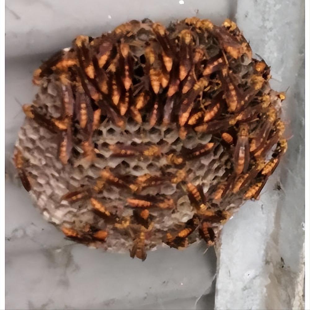 蜜蜂为什么蜇人后会死,蜜蜂为什么蜇人会死