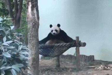 盘点网红大熊猫搞笑场面,大熊猫一摔成名
