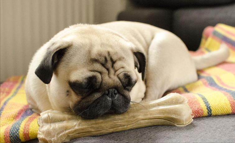 巴哥犬经常呕吐是怎么回事,巴哥犬剧烈运动后呕吐正常吗