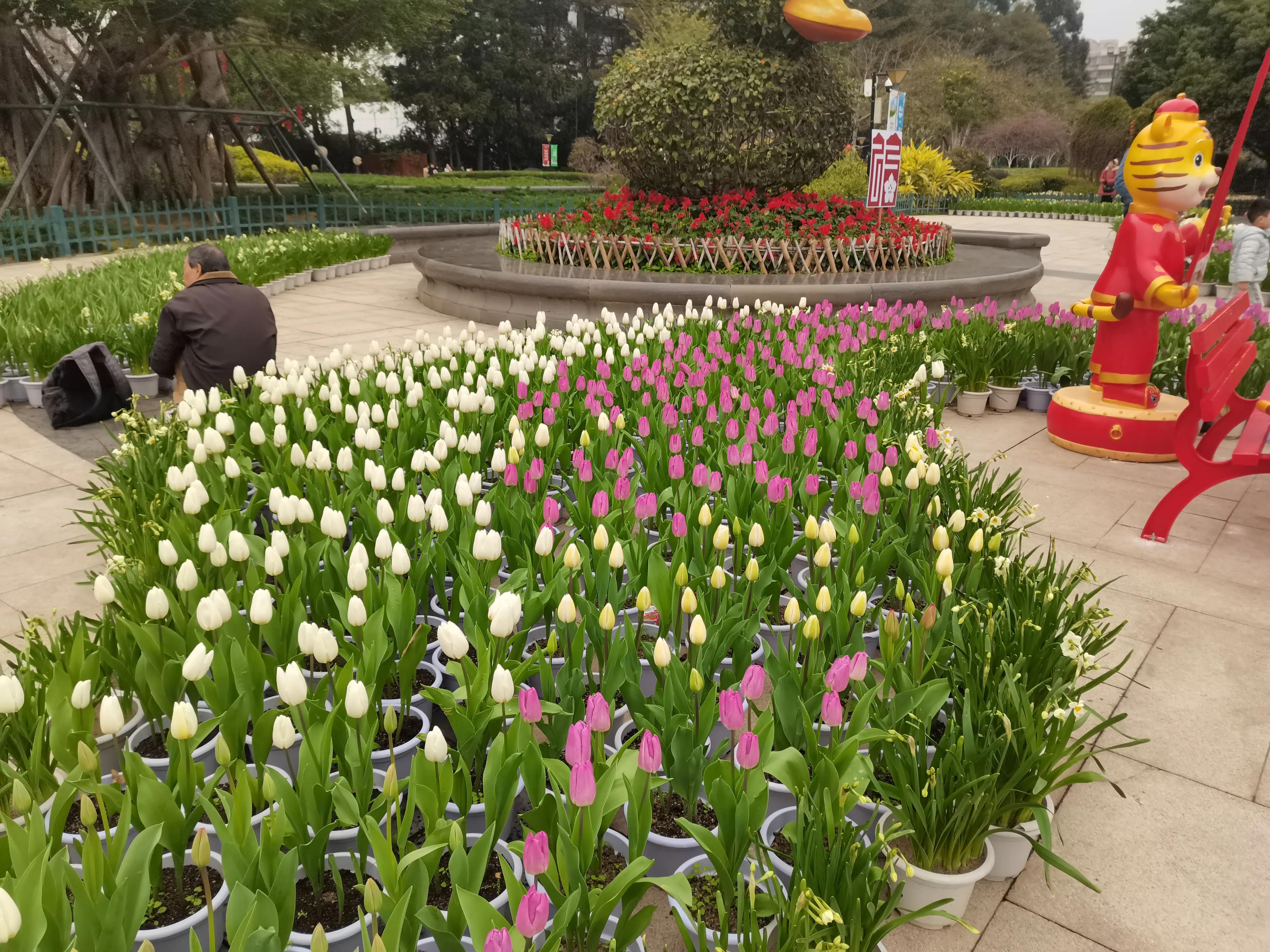 福州郁金香温泉公园,福州花海公园郁金香
