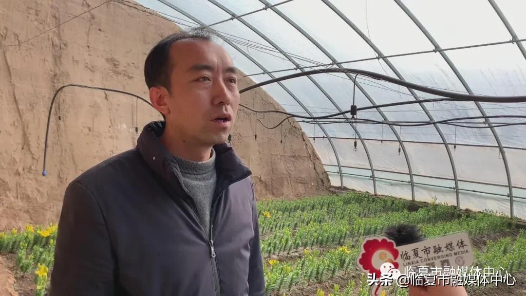 香水百合试种成功！临夏市折桥镇*庄大**村喜添“花样”产业