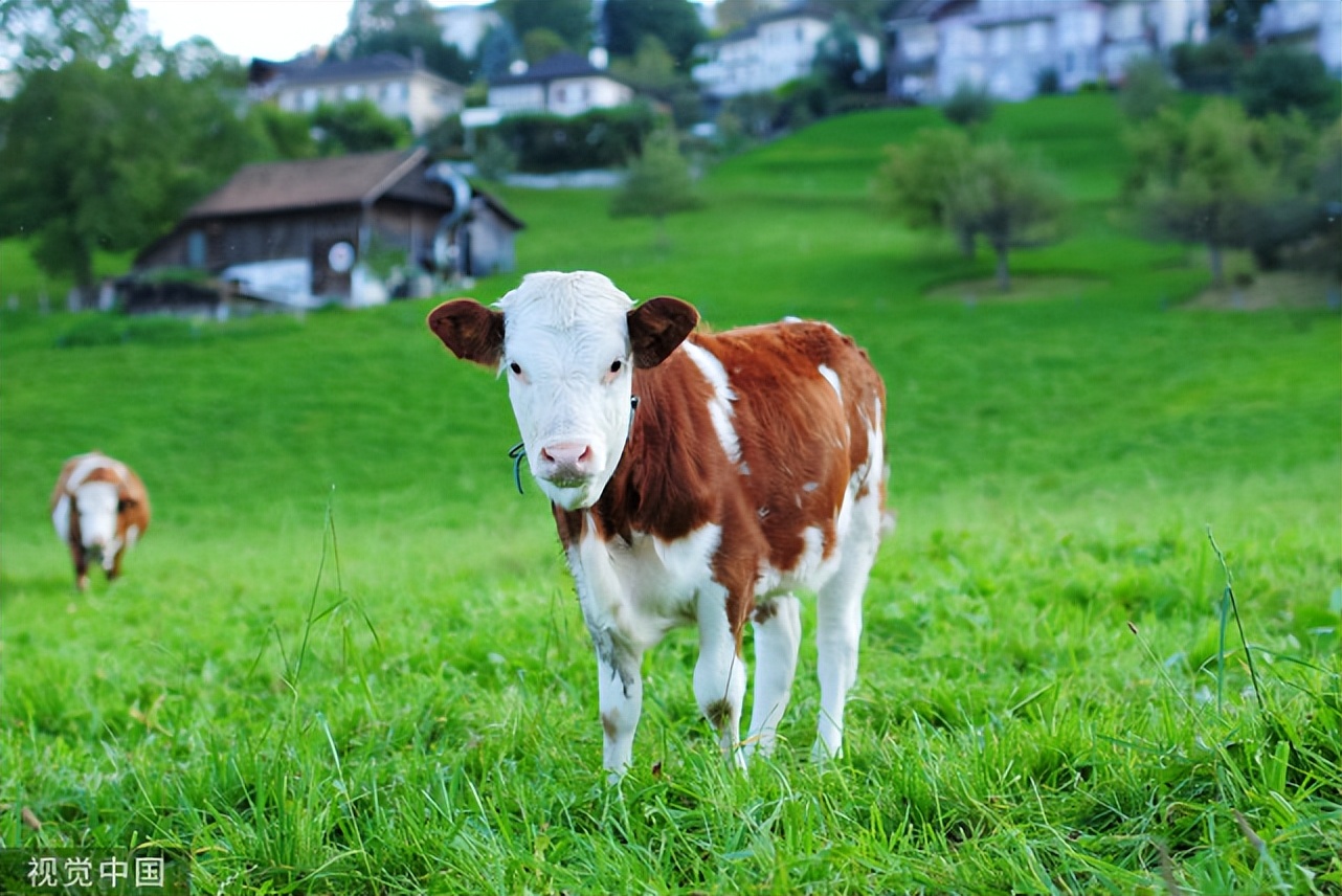 牛拉干粪便拉不出来怎么办,牛便秘不吃食最好的治疗方法