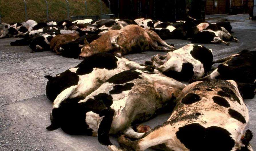 世界上最可怕的朊病毒,致死率在100%的病毒