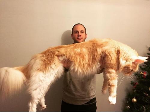 不建议新手养缅因,不养缅因猫的6个理由太可怕了