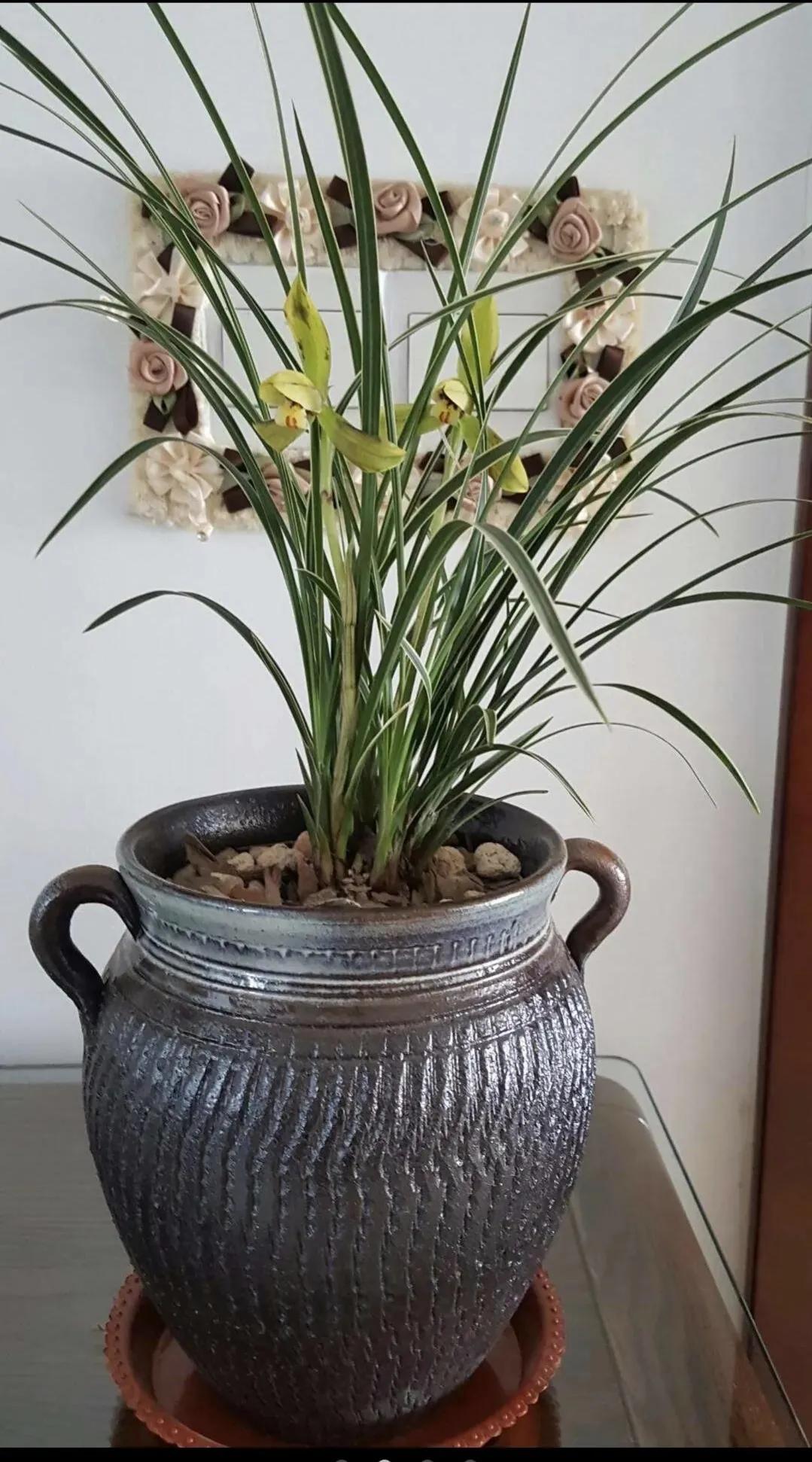 一盆兰花一个世界,一盆兰花图片大全