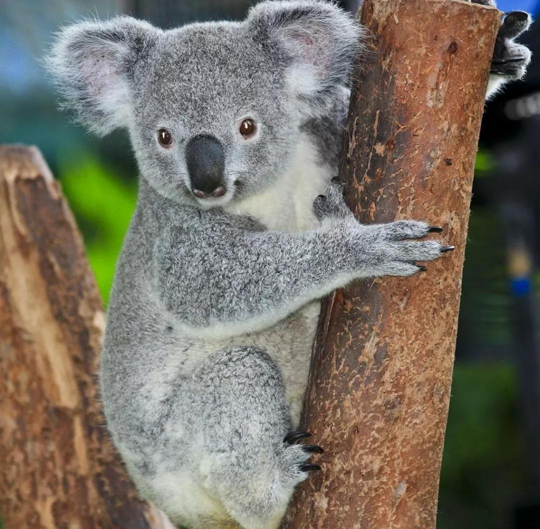 动物千姿百态,动物园的动物千姿百态