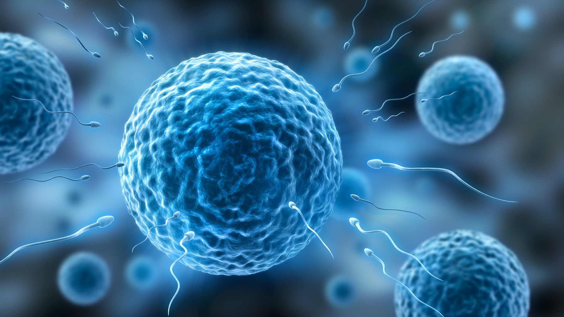 科学家发现人类精子和卵子,科学家捕捉精子和卵子作用