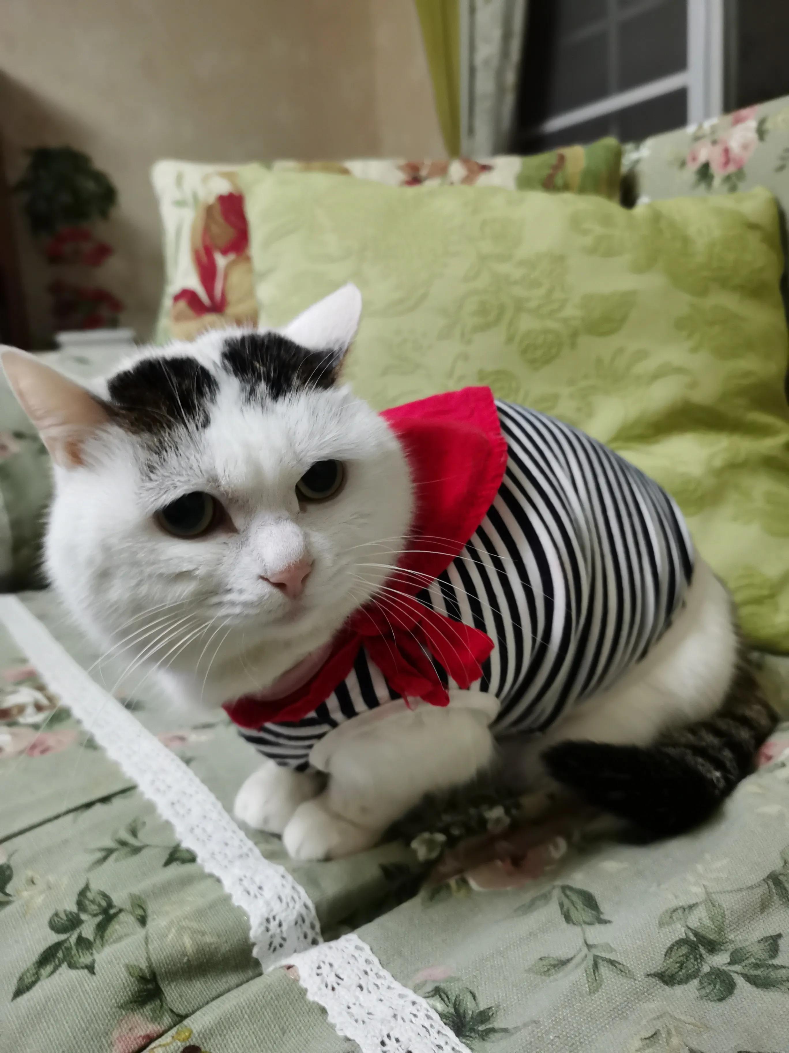 不辞而别的咪咪