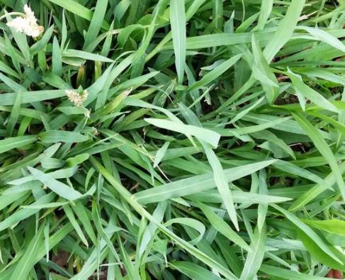 兔子饮食注意事项和食物,关于兔子吃什么的资料