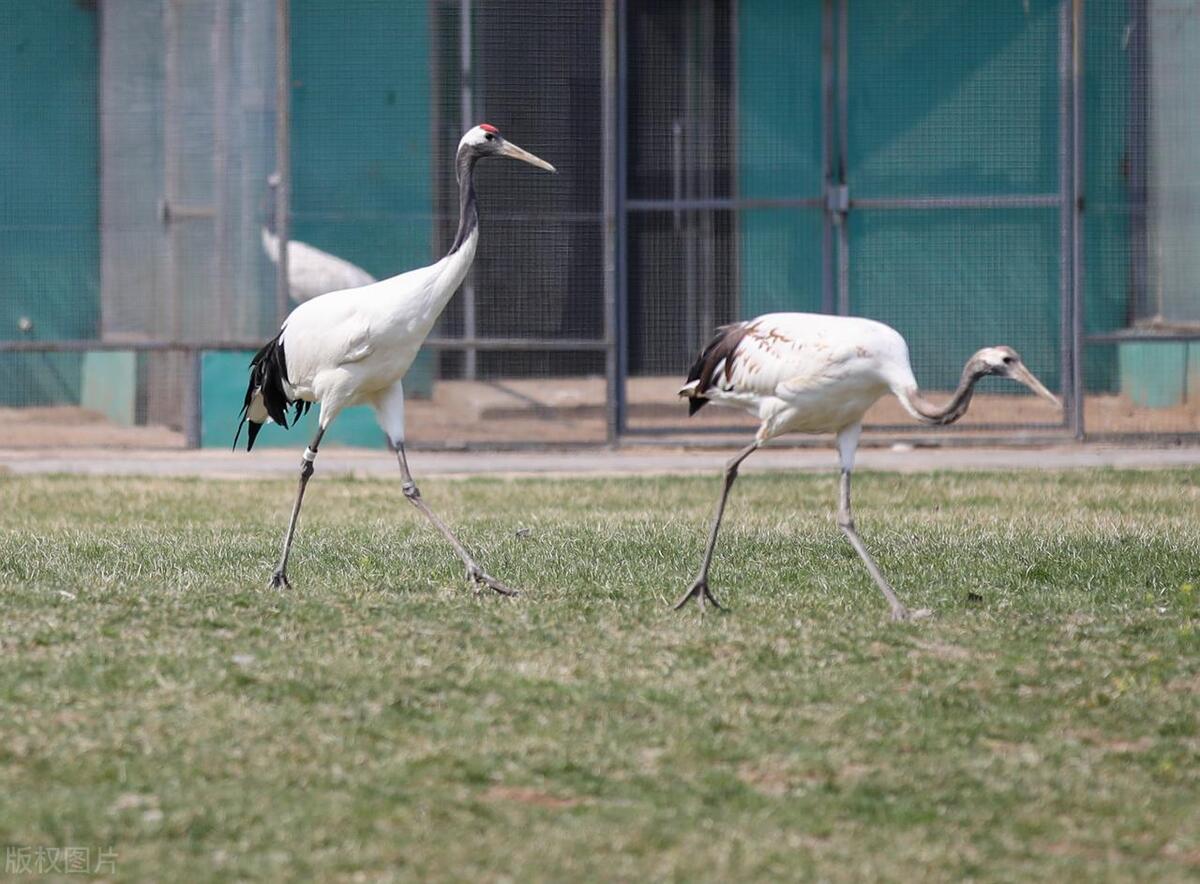 合资合作项目建议书,公司发展商业计划书