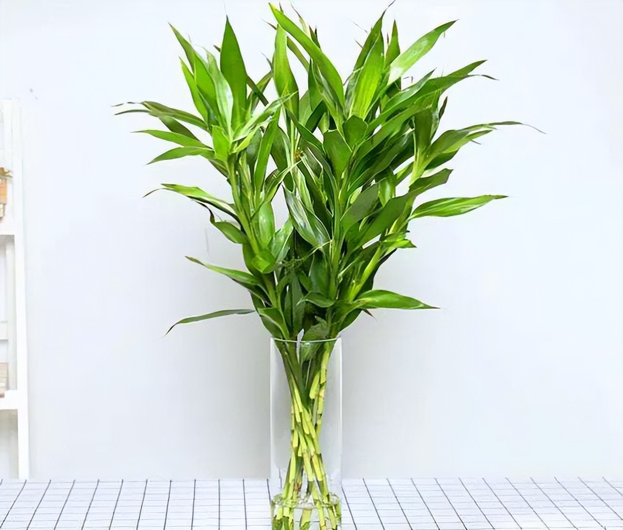 十种最吉利的吉祥花图片,什么花好看好养寓意好