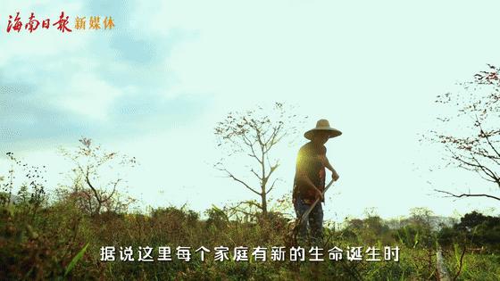 在海南踏青打卡,海南木棉红风景