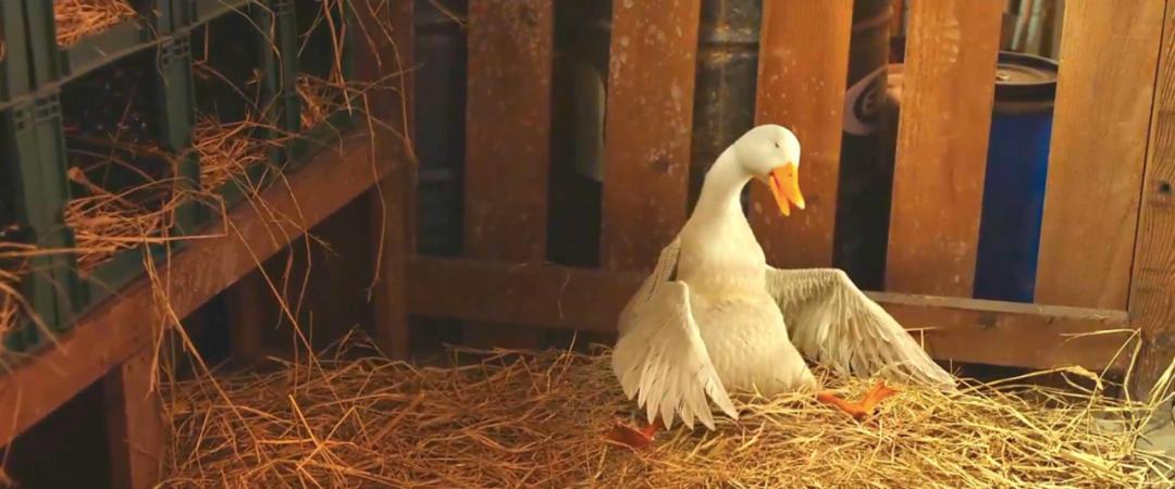 沙雕搞笑喜剧推荐,沙雕喜剧视频笑得肚子疼