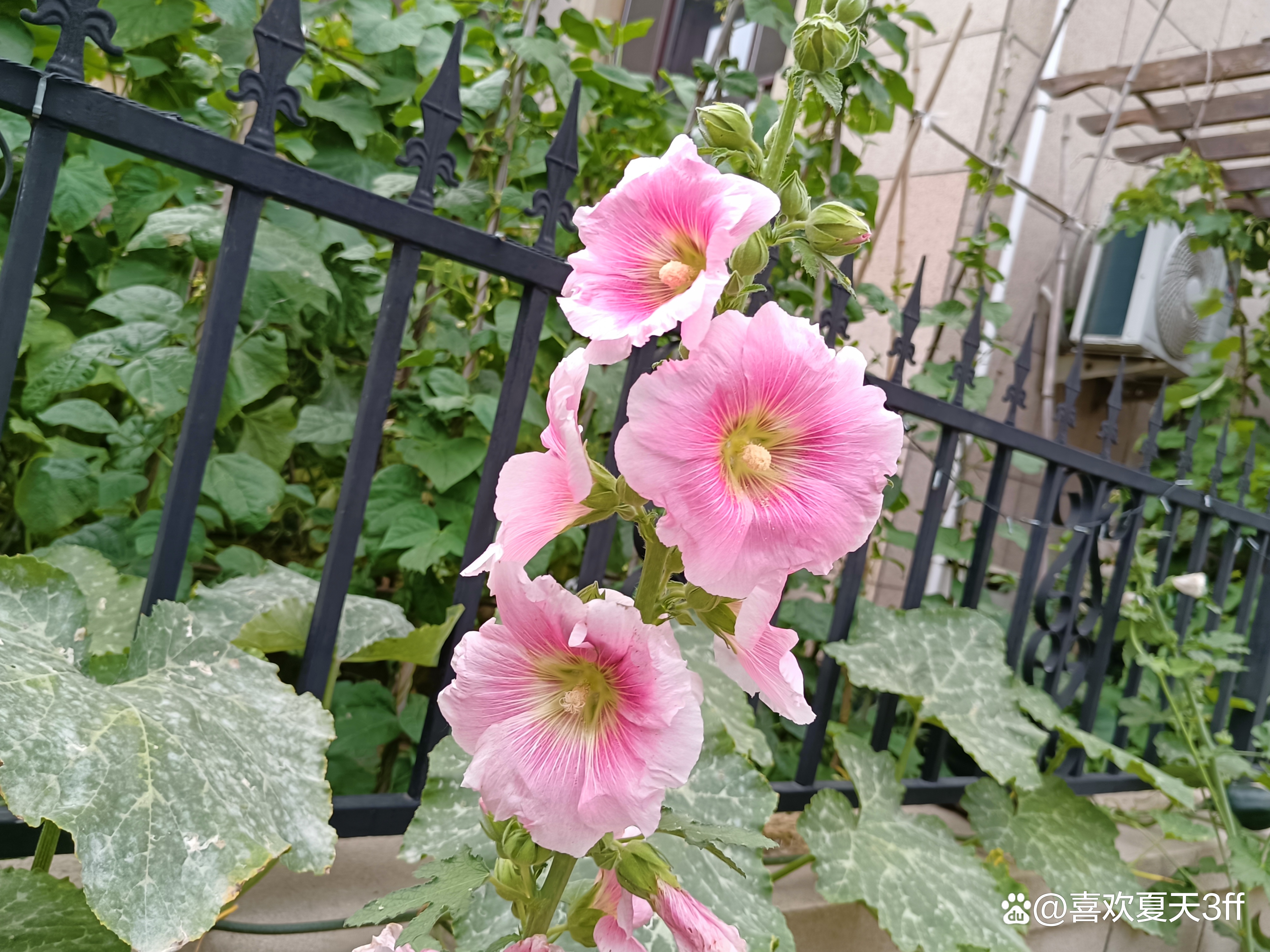 六月的鲜花绚丽多彩,七月的鲜花格外的娇艳