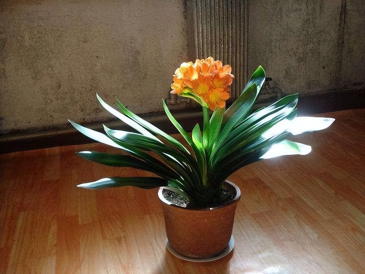 代表富贵吉祥的花草,有寓意的花草名