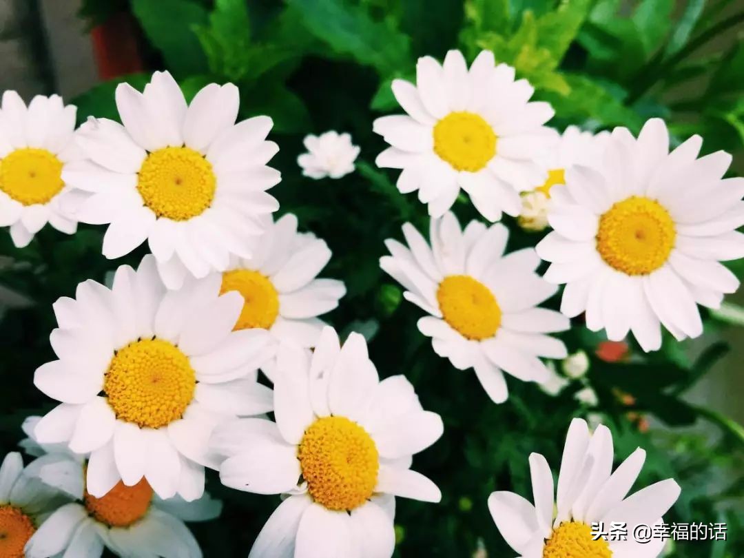 英国国花世界各国的国花,各种国家的国花大全