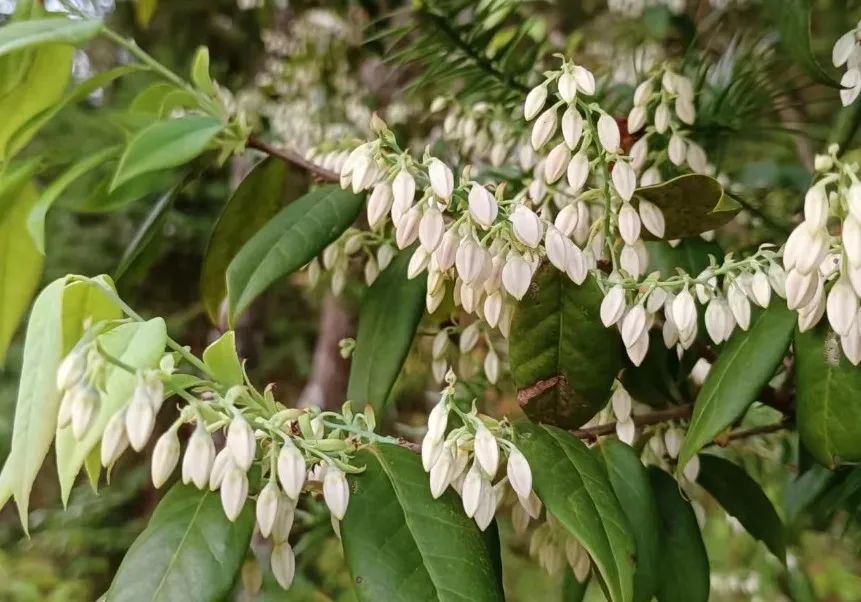 乌饭树果实可以用来染发吗,南烛乌饭树果子能吃吗