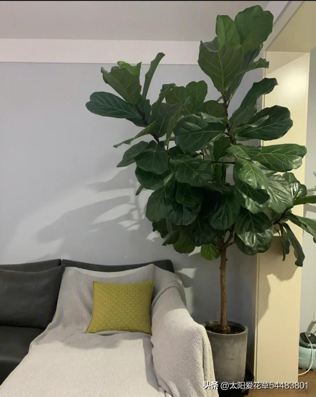 客厅见树家兴人旺6种吉利树好养,室内养什么树既旺宅又旺财