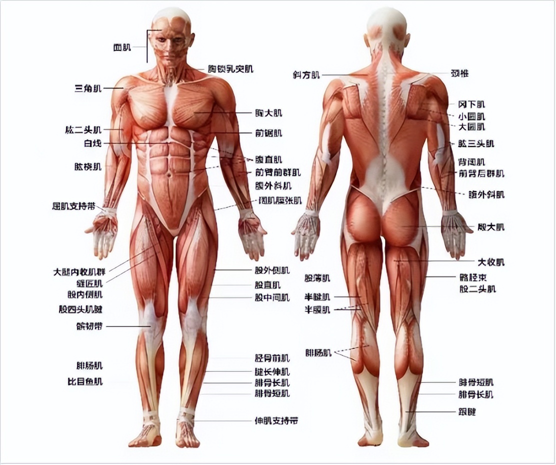 测评口碑最好的筋膜枪,测评筋膜枪热门