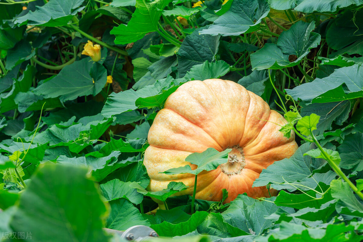 如何种出又大又甜的南瓜,南瓜怎么种植才能结得多果