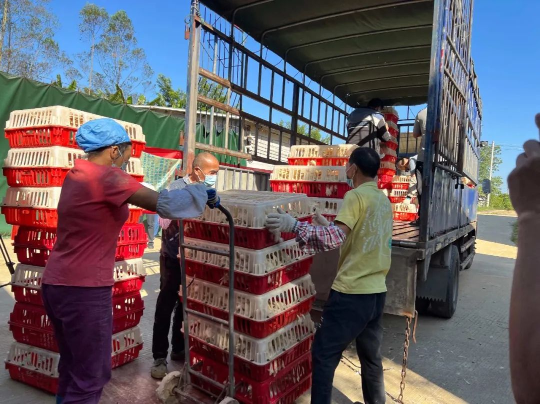 向上突围——云浮高质量发展融媒报道|新兴县村、社区将同步实现年经营收入15万元以上