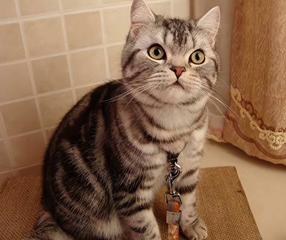 常见的18种宠物猫,常见的18种宠物猫性格