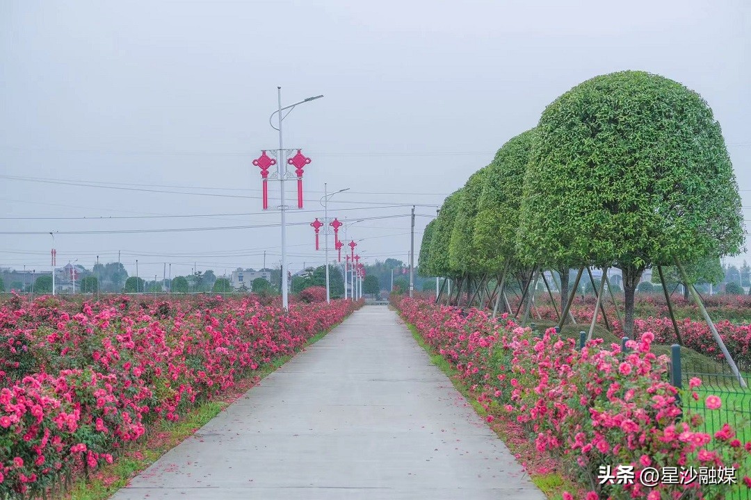 长沙春天赏花的地方有哪些,长沙春天哪里看花海