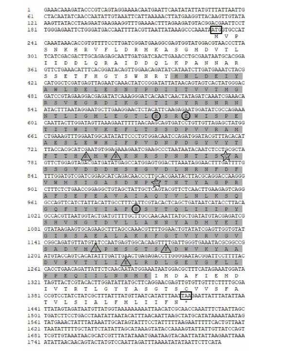 柞蚕肠道消化酶高表达ApMCP1基因的克隆