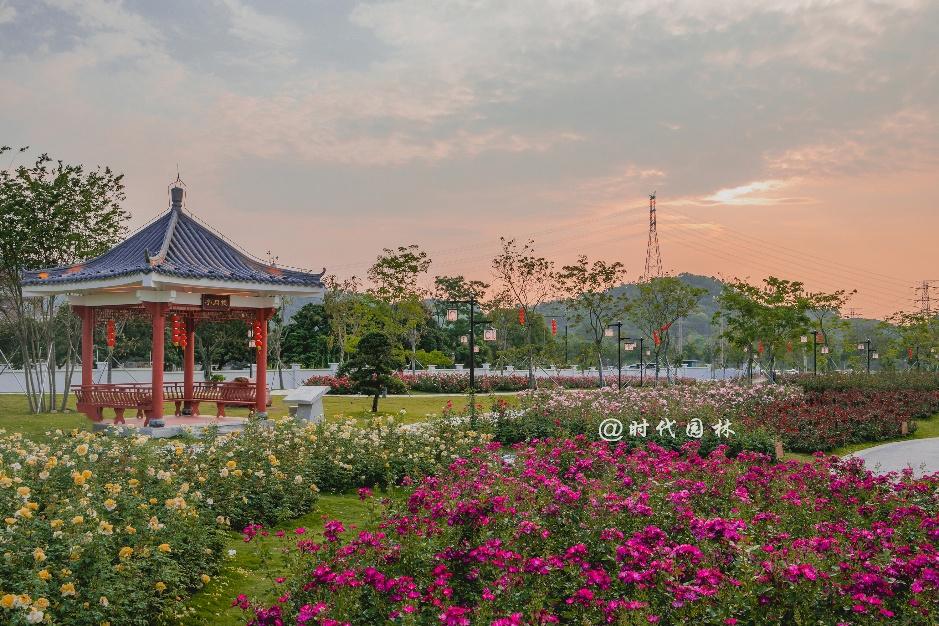 哪些品种的月季耐寒适合阳台栽种,南方最值得种好养的月季