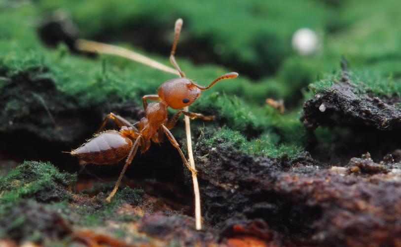 靠“种植”供养百万蚁族，天生长有金属牙齿，切叶蚁有多神奇？