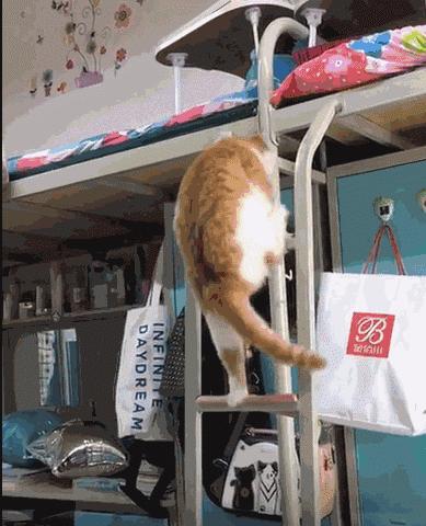 为什么猫咪上床前会舔毛,猫咪为什么上床声音那么大