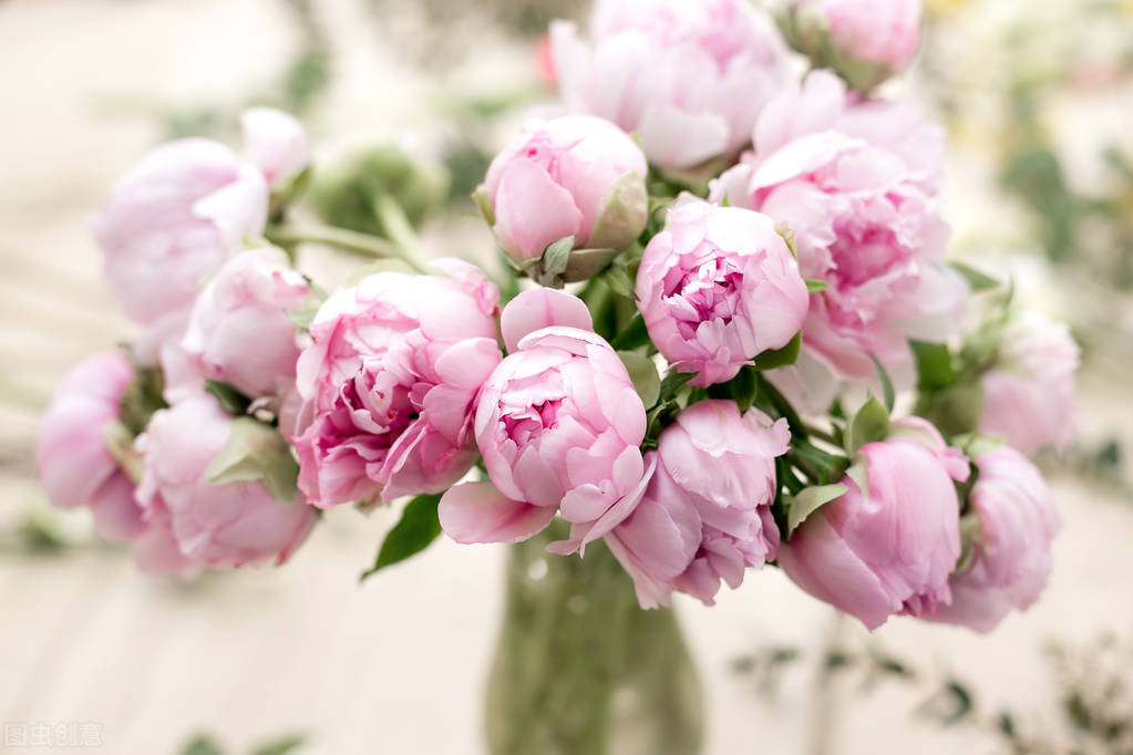 白牡丹花的花语和寓意,关于牡丹的花语和寓意是什么意思