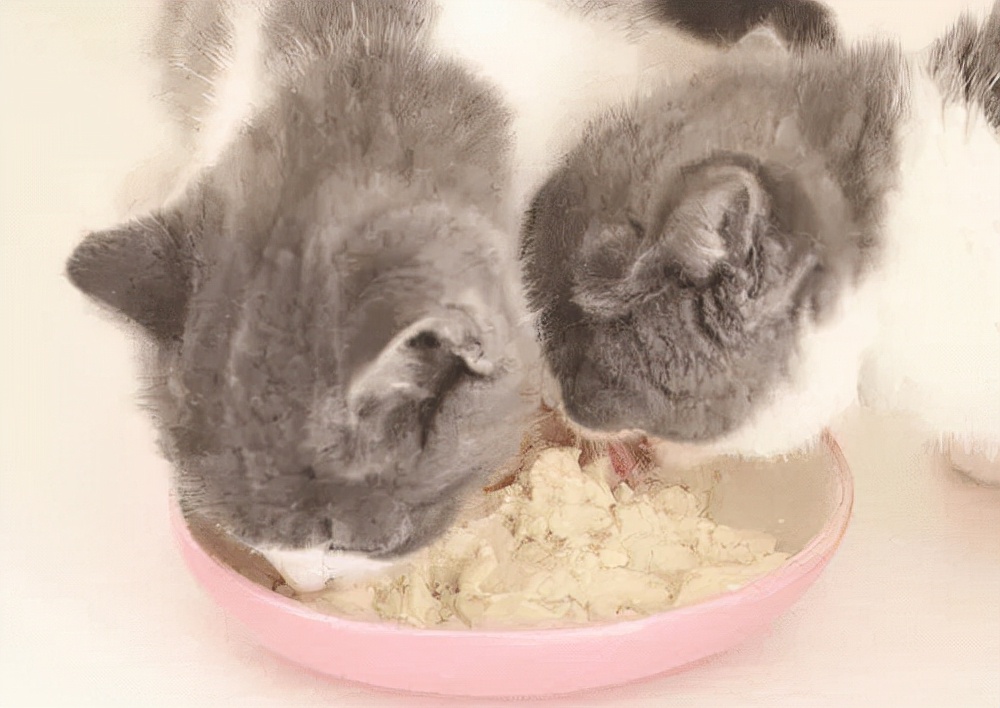 猫咪拉稀吃什么食物最好,猫咪拉稀吃什么药可治疗