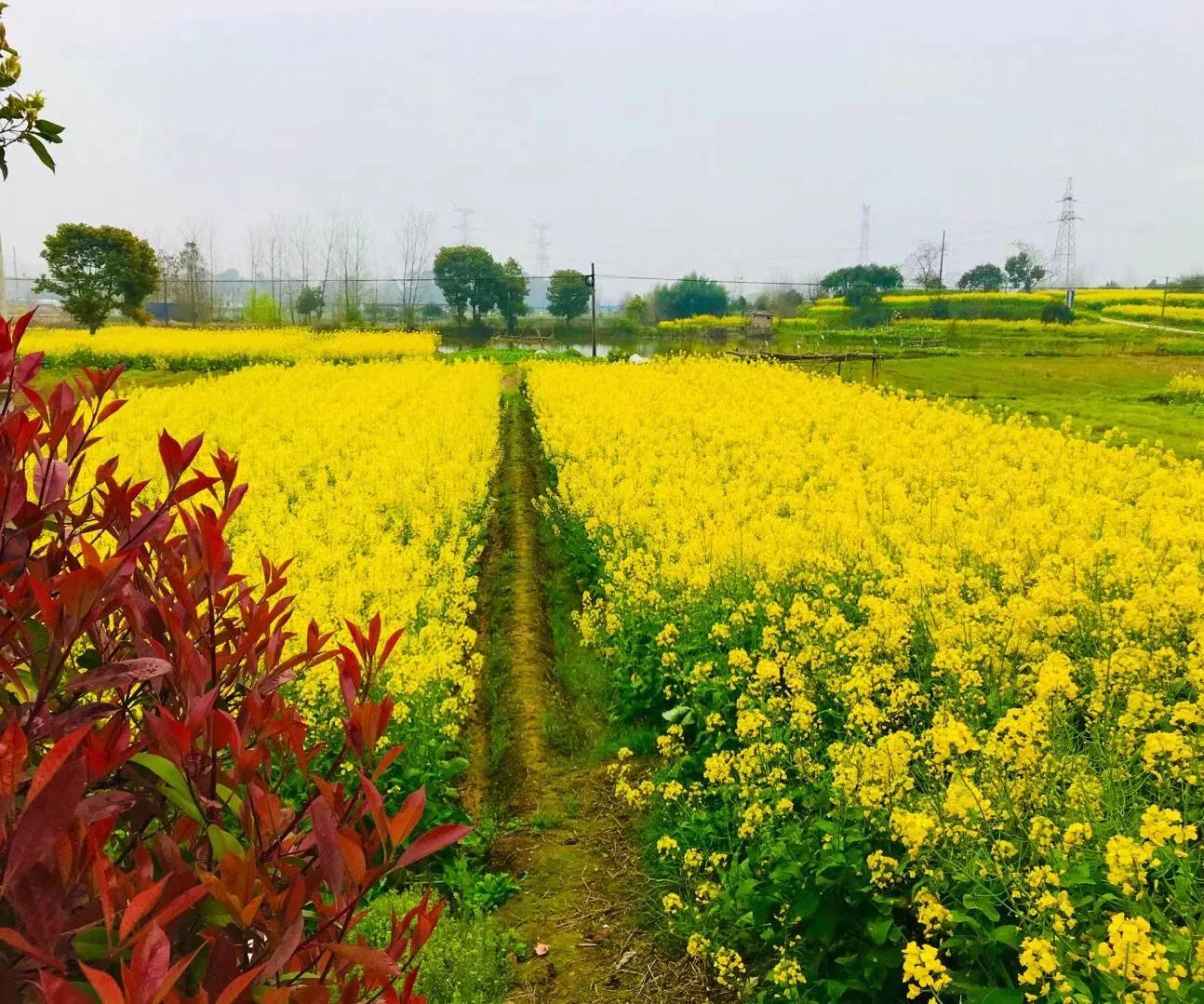 梦里水乡花伞舞,梦里水乡花楼恋歌