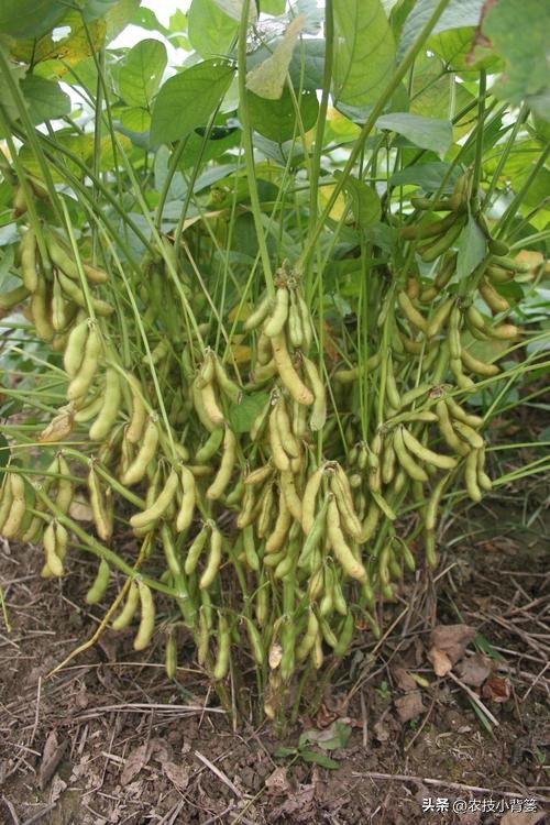 大豆上打啥药能让大豆高产,如何才能种出高产优质的大豆