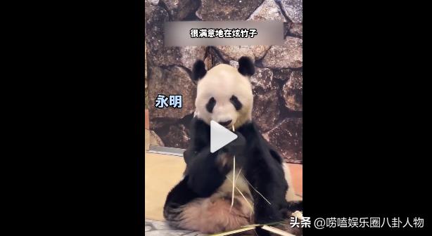 全世界“大明星”中国熊猫！亚洲各国当成女儿，欧洲排队想要它来