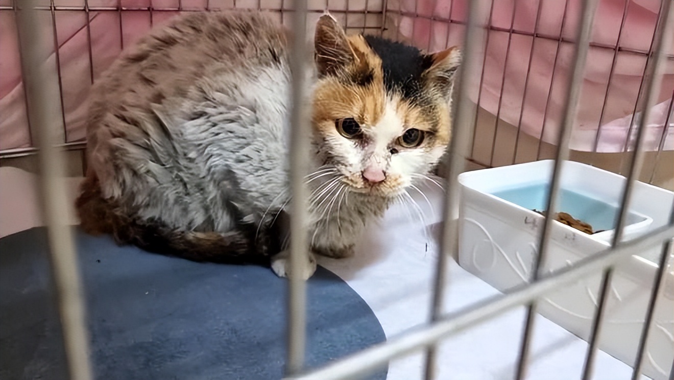 猫咪被抛弃为什么不离开,猫咪意识到自己被抛弃怎么样