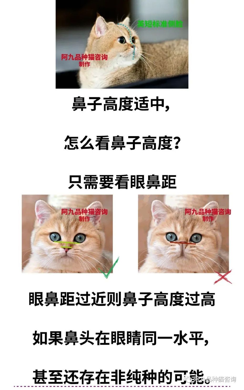 蓝白英短鼻子有点蓝色,英短蓝白的鼻子怎么有黑有粉