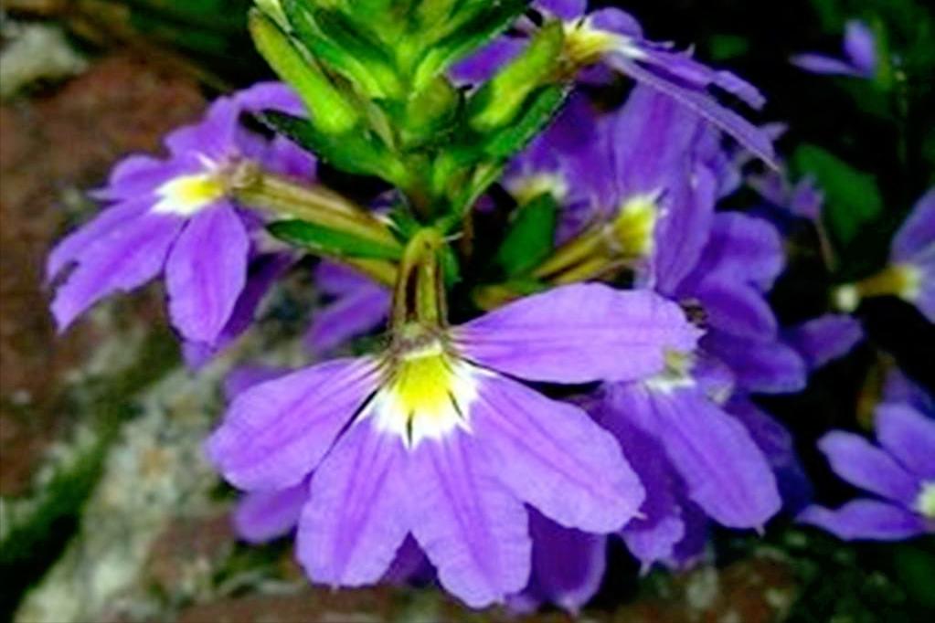 五片花瓣的小花，虽平淡无奇，但却惊艳了双眸！