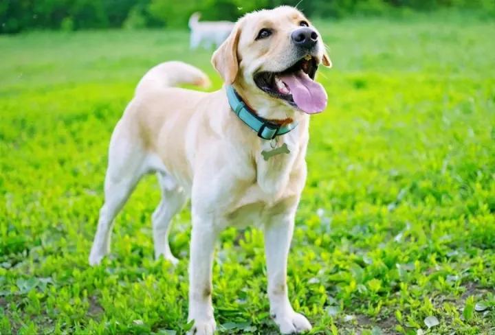 5种最受欢迎的狗狗你养了哪一种,可爱到上头的7种狗狗特别受欢迎