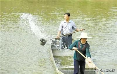 养鱼降低风险最好方法,养鱼不杀菌可以吗