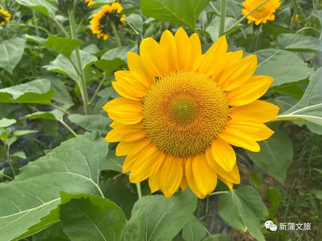 旅行稻草人王国,游玩的景区稻草人王国