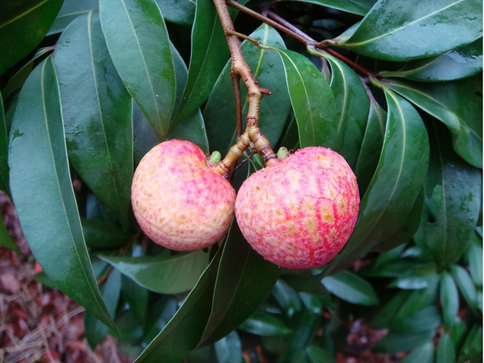 农度|茘枝标价千元一斤？这届网友清醒：没毛病