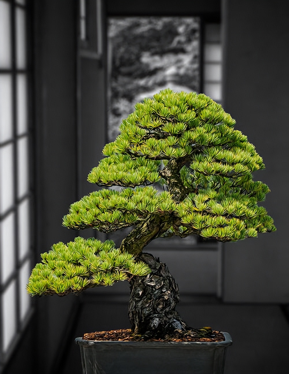 室内植物装饰推荐,室内植物装饰的选材和方法