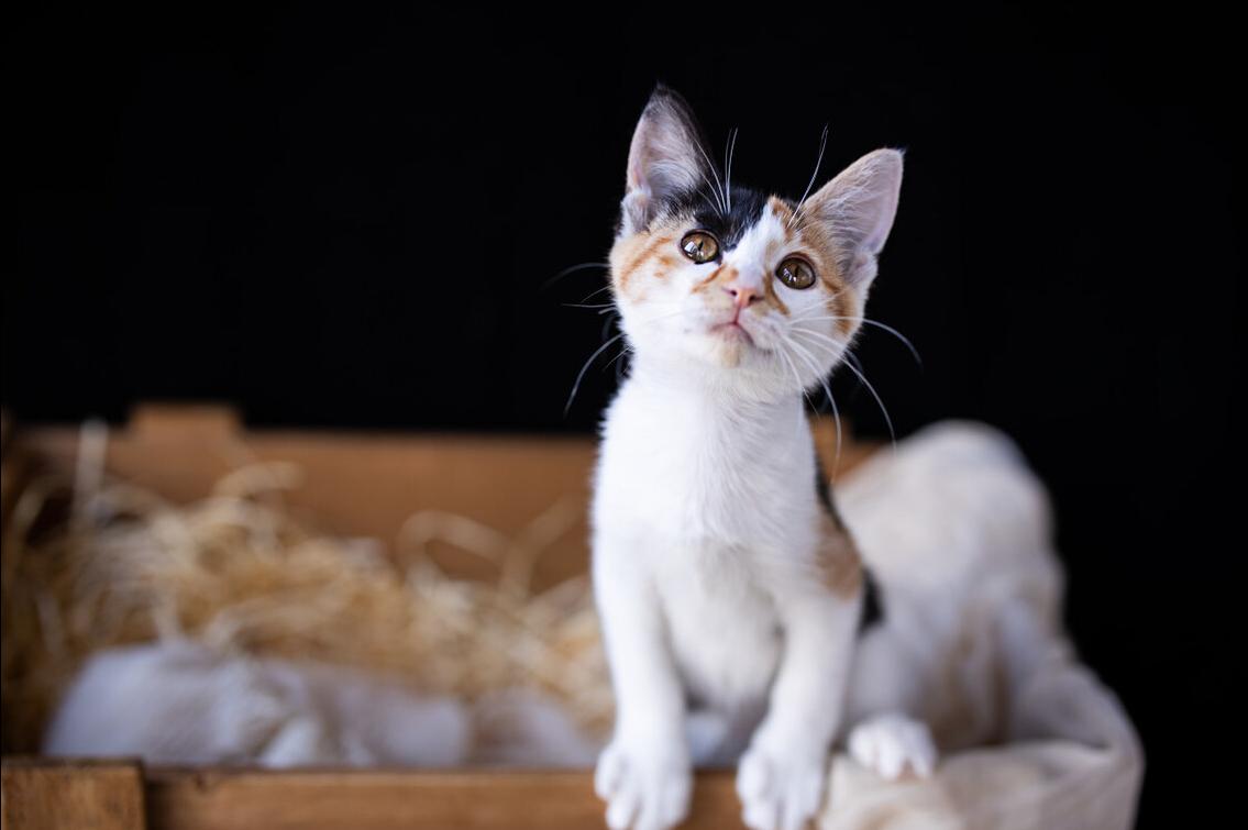 小猫调皮抓人咬人怎样驯服,怎么驯服小猫不抓人不咬人